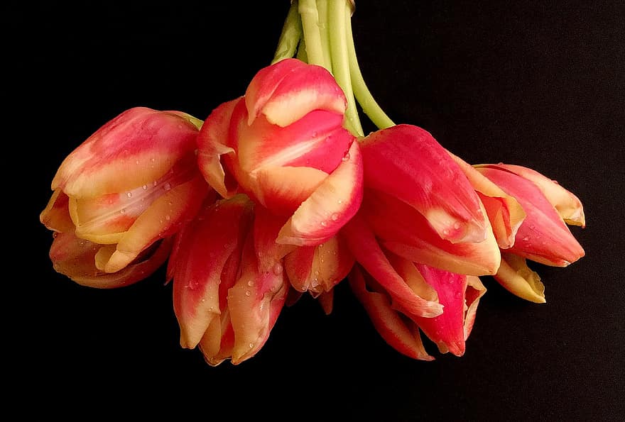 Spring, Tulip Bouquet, Close Up, Cut Flowers