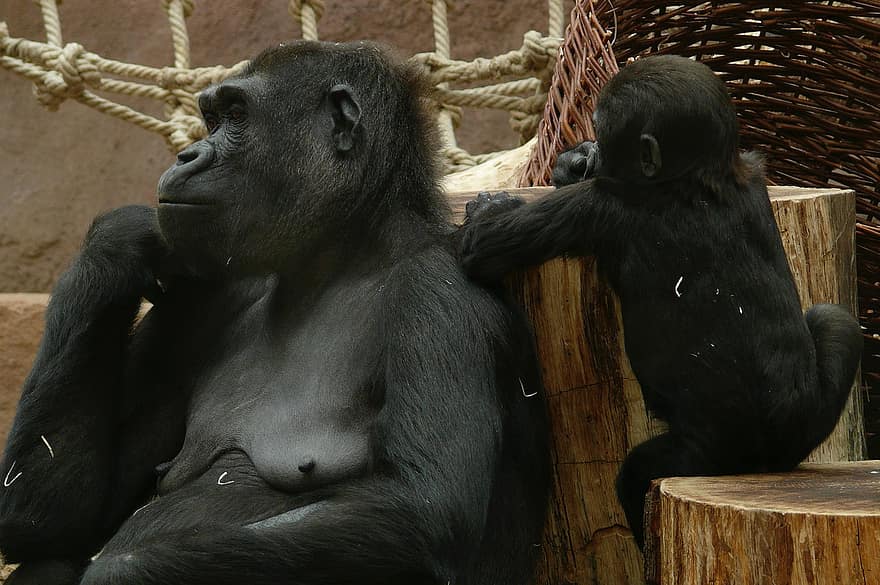 gorilla, baby gorilla, dyr, ungt dyr, dyreliv, primater, aber, pattedyr, Zoo