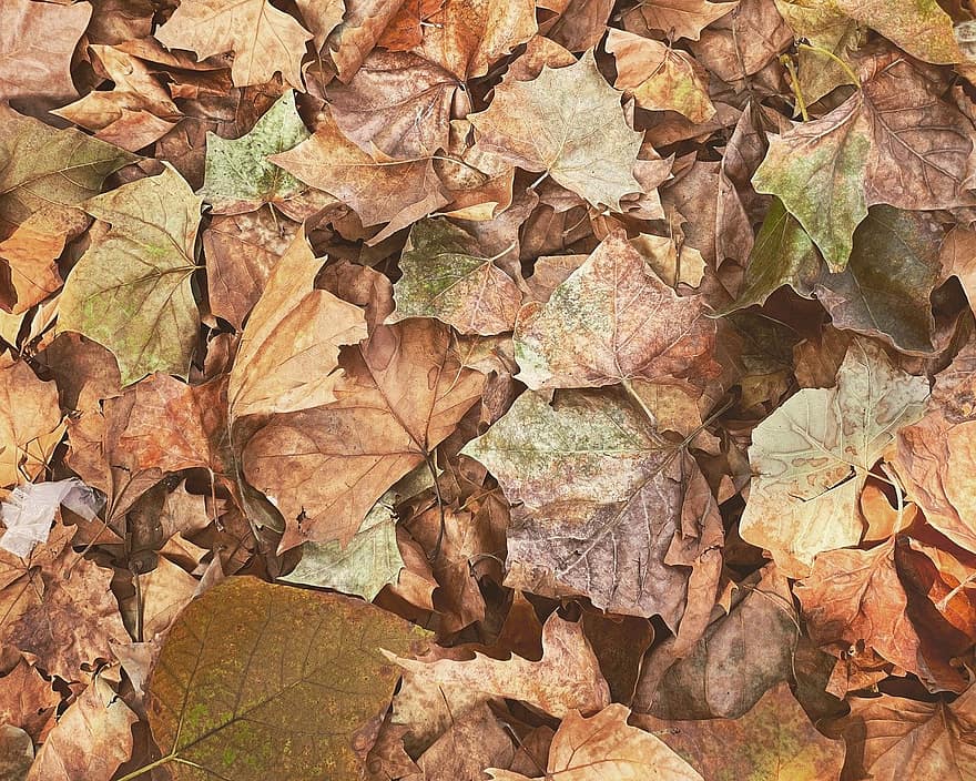 leaves, dry leaves, fall