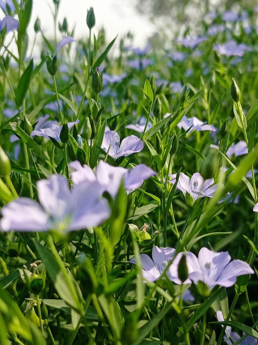 Flax, Flowers, Plants, Linseed, Petals, Bloom, Flora, Nature, plant, green color, flower