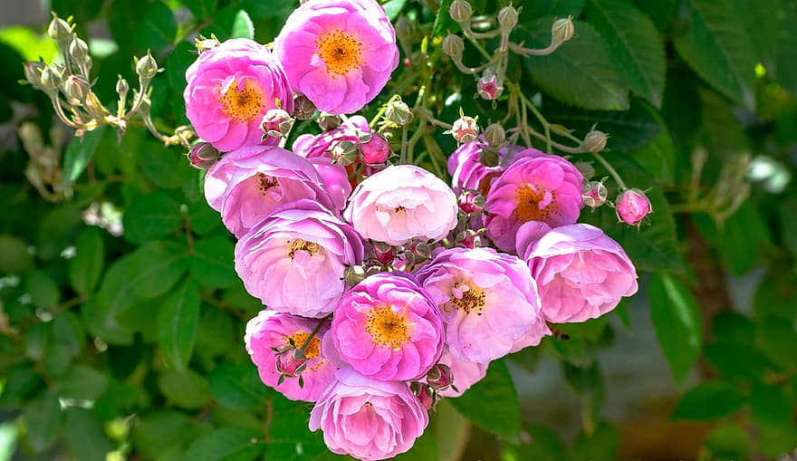 садовые розы, цветы, завод, розы, розовые цветы, лепестки, почки, цветение, листья, букет роз, природа
