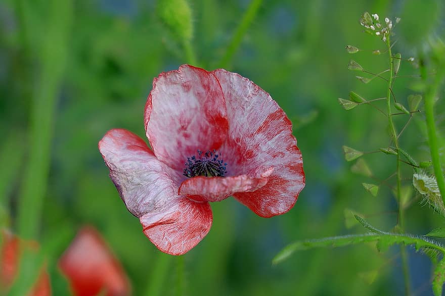 Corn Poppy, Wildflowers, Poppy, Petals, Wither, Close Up, Ovary