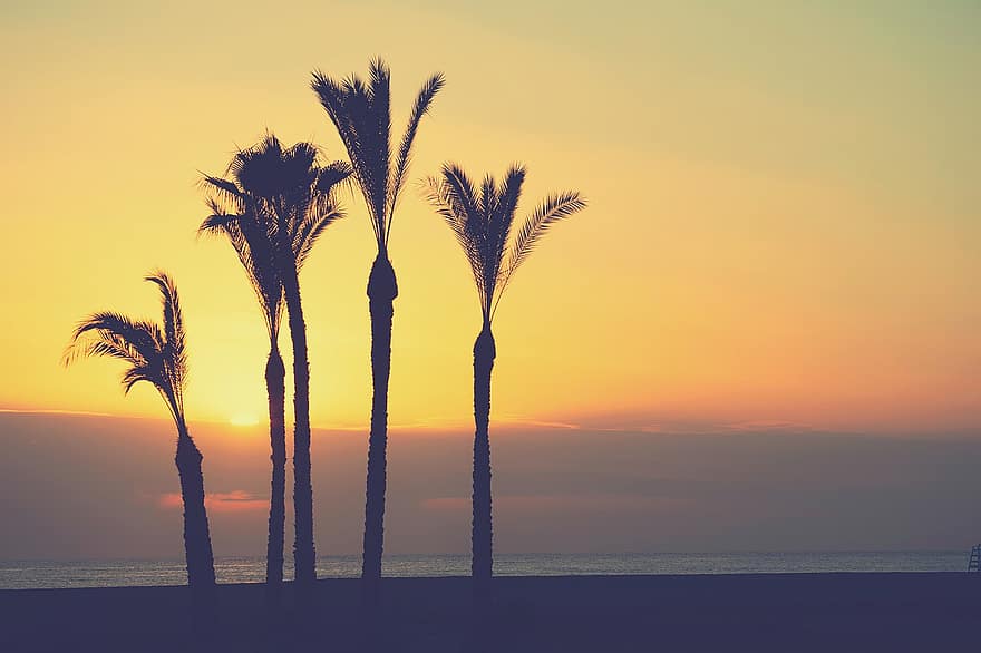 dageraad, strand, zon, palmen, hemel, wolken, serena