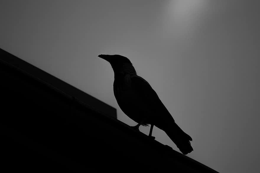 corvo, uccello, natura, silhouette, lineamenti, saggezza, mente, becco, coda, bianco e nero, monocromatico