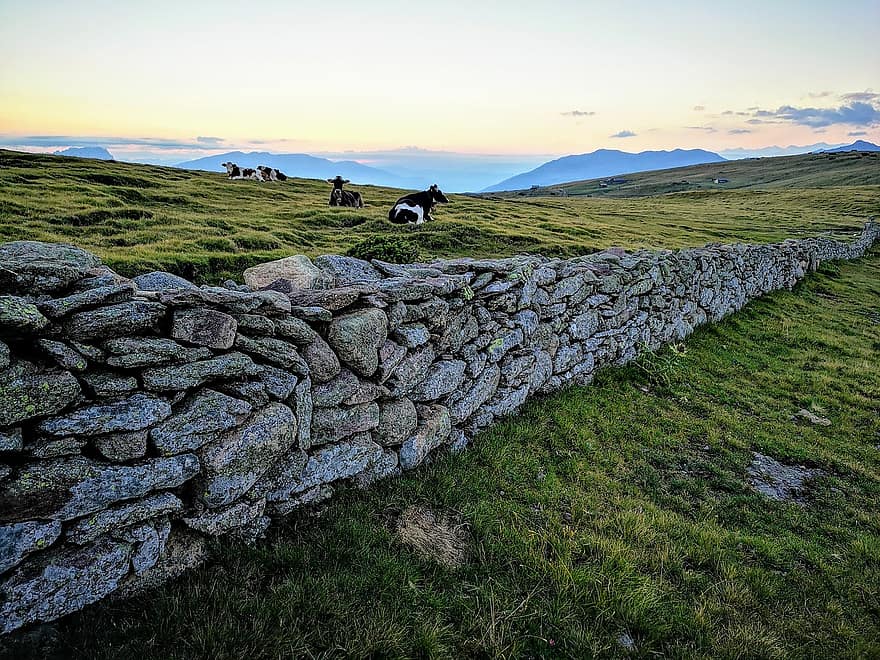 vacas, pasto, montanhas, parede, pedras, parede de pedra, panorama, gado, agricultura, natureza, pecuária