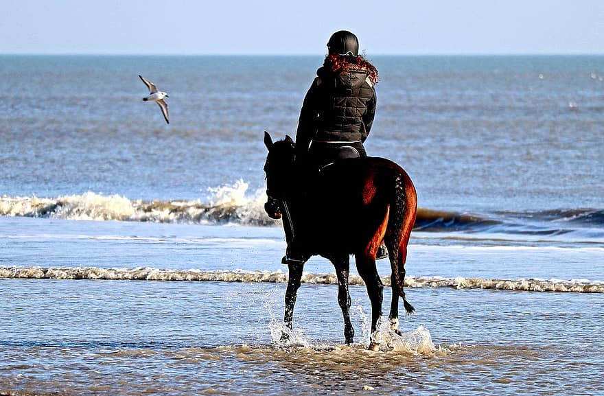 घोड़ा, सवारी, यात्रा, साहसिक, सड़क पर, समुद्र, उत्तरी सागर, बीच, पानी, हॉलैंड, घुड़सवारी