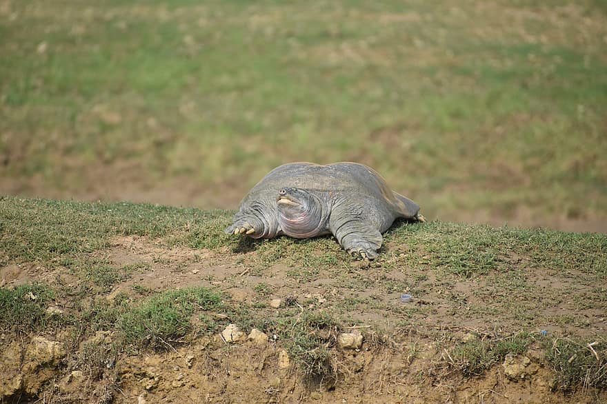 sköldpadda, reptil, gräs, Chambal River, National Chambal Sanctuary