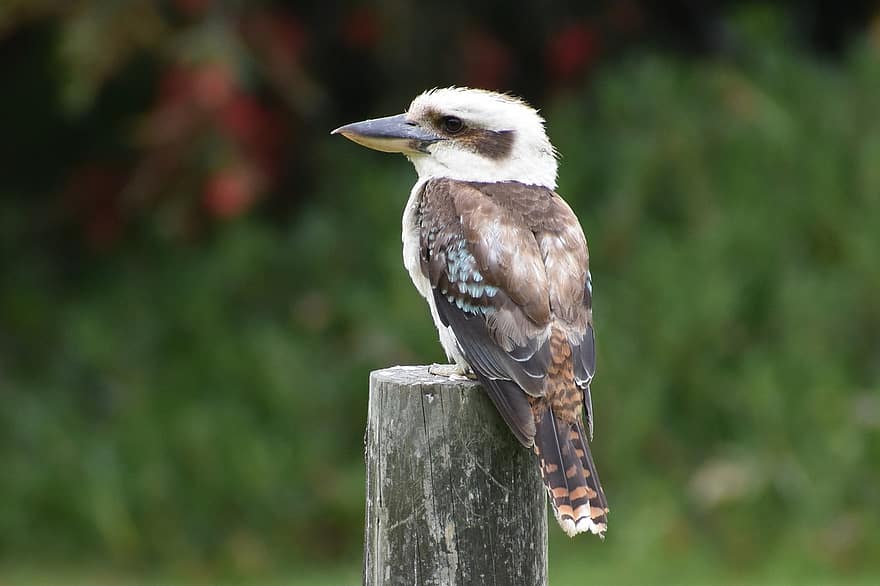 kookaburra, Australia, pájaro, fauna silvestre, aviar, australiano, martín pescador, posado
