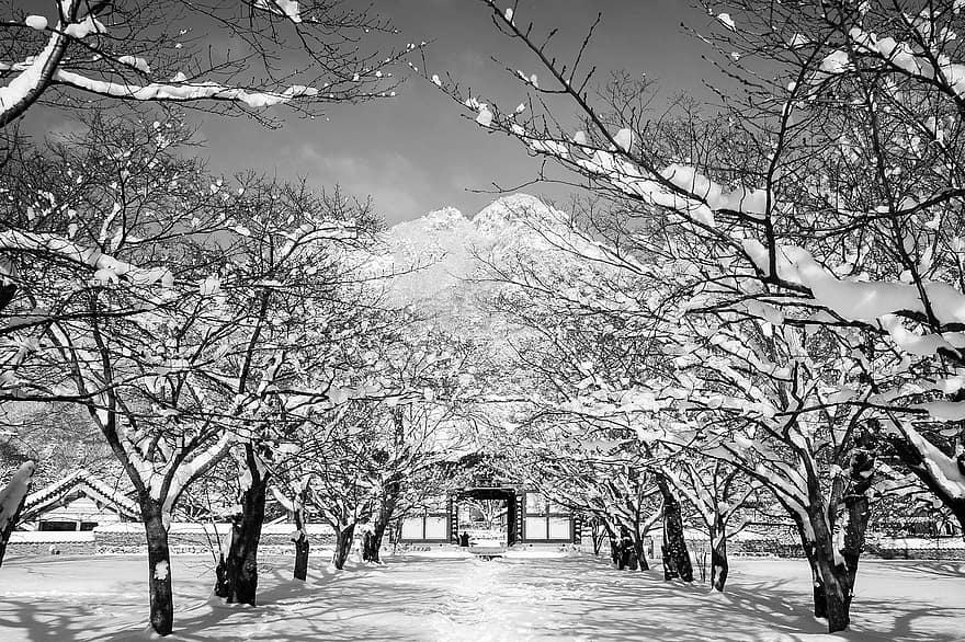 дървета, сняг, зима, дърво облицовани, покрит със сняг, Корея, храм, планини, студ, скреж, снежно