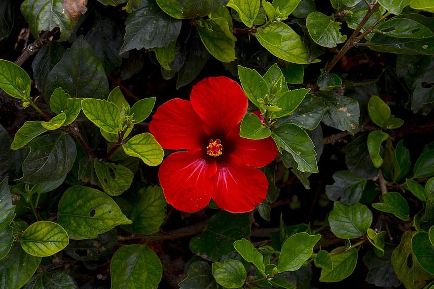 rote Blume, Blume, Blütenblätter, rote Blütenblätter, Blätter, blühen, Flora, Pflanze, Blatt, Nahansicht, grüne Farbe