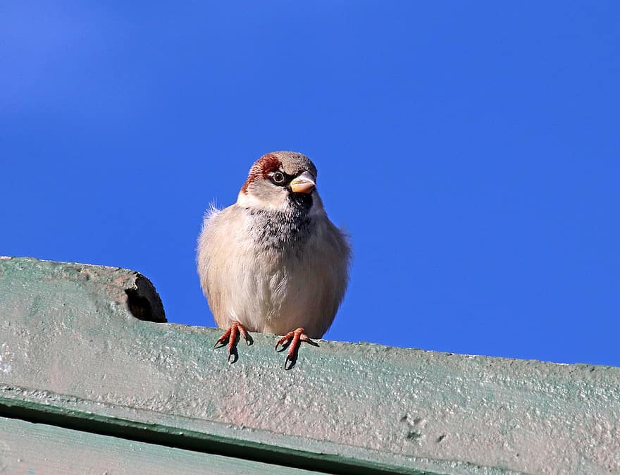 Bird, Sparrow, Wildlife, Roof, Perched