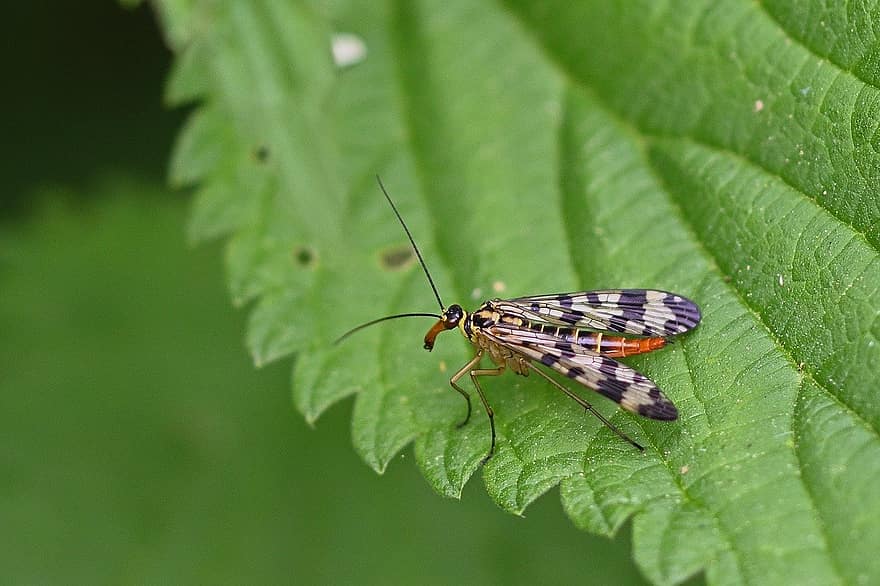 Insect, Scorpion Fly, Female, Close Up, Garden, Nature, Growth, close-up, macro, green color, butterfly