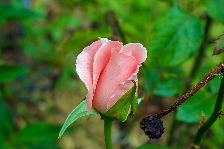 Rosa, brote, flor, pétalos, Rosa rosada, flor rosa, floración, flora, naturaleza, jardín, de cerca