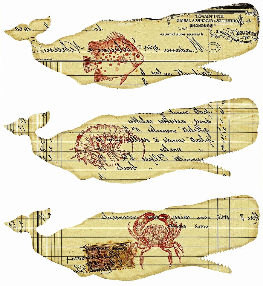 wieloryby, efemeryda, stary papier, nautyczny