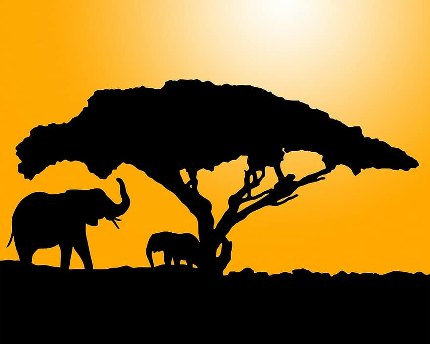 norsu, norsuja, eläin, eläimet, musta, siluetti, auringonnousu, auringonlasku, puu, akaasia, oranssi