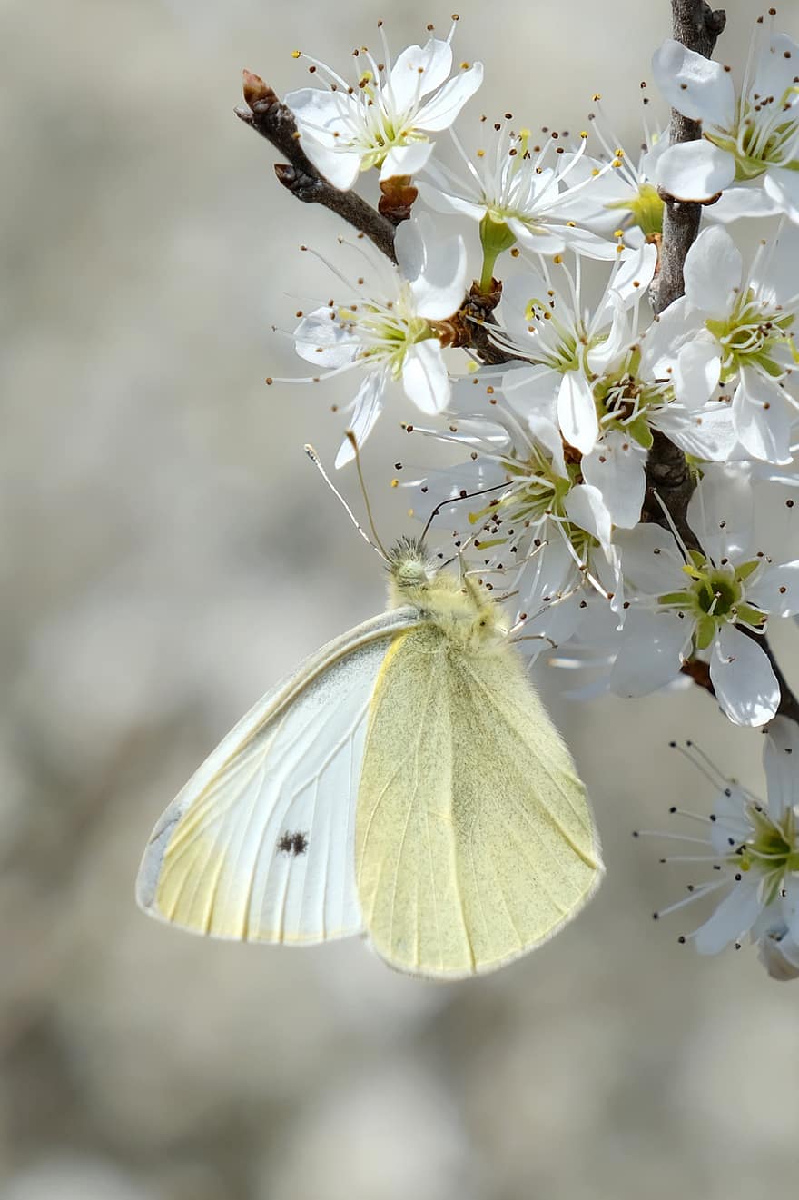 sommerfugl, hvite blomster, pollinering, blomster, vår, blomst, insekt, nærbilde, makro, våren, anlegg