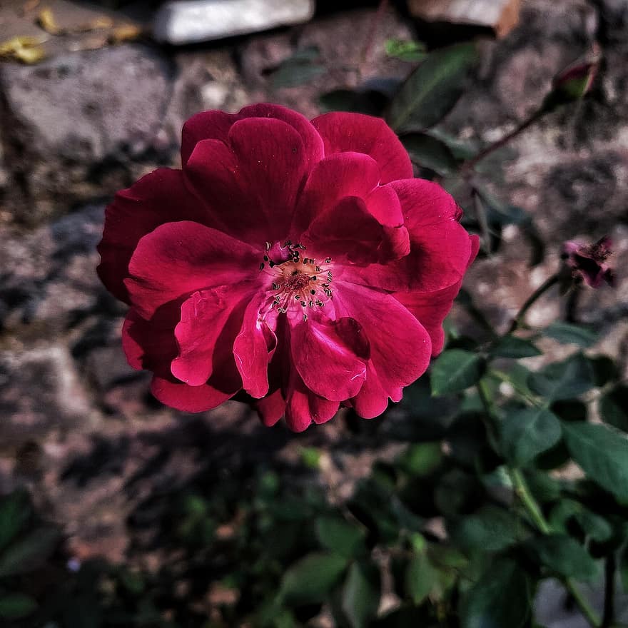 Rosa, flor, Rosa roja, pétalos, pétalos rojos, floración, flora