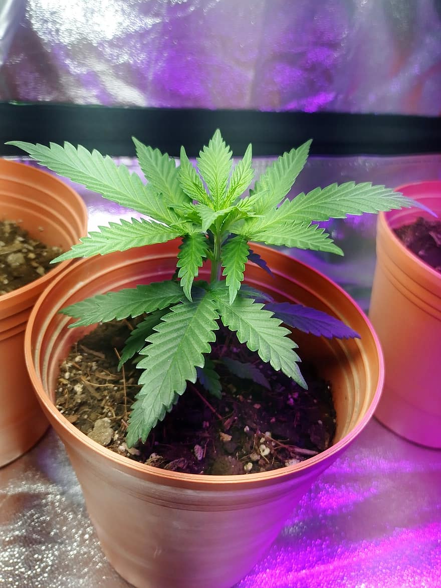 Cannabis, Marihuana, Hanf, Pflanze, Gras, Blatt, Kräuter-Cannabis, Cannabis-Pflanze, grüne Farbe, Nahansicht, Wachstum