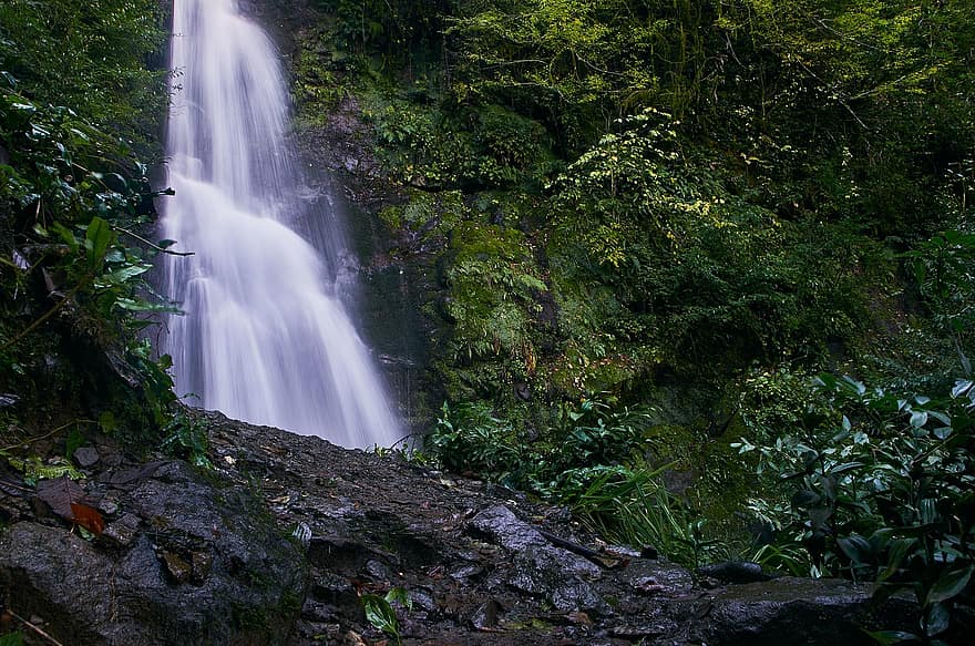 Waterfall, Rocks, Leaves, Plants, Forest, Water, green color, rock, tree, landscape, tropical rainforest