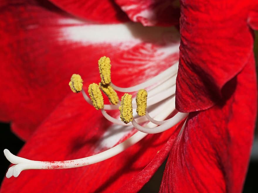 Amaryllis, Blume, rote Blume, Blütenblätter, rote Blütenblätter, Staubblätter, blühen, Flora, Natur, Makro