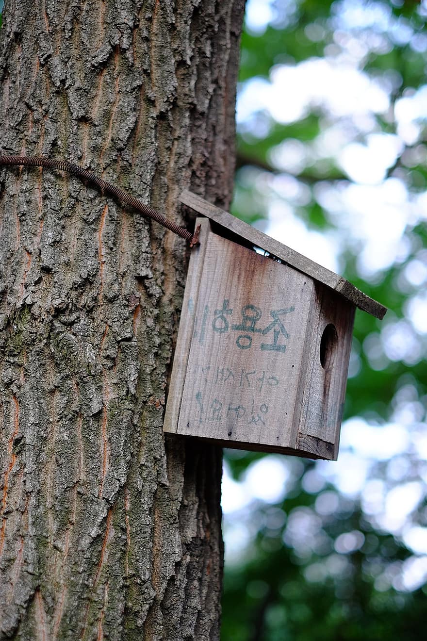 madera, caja de nido, casa de aves, bosque, ambiente, ecología, naturaleza