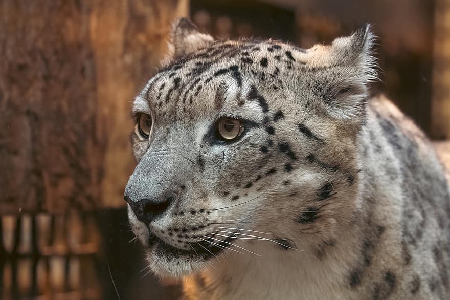 leopard de zăpadă, leopard, felin, animal, mamifer, prădător, animale sălbatice, Safari, grădină zoologică, natură, fotografie din fauna salbatica