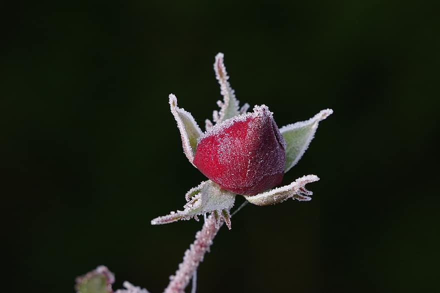 Rose, Bud, Frost, Ice, Frozen, Ice Crystals, Winter, Flower, Plant, Nature