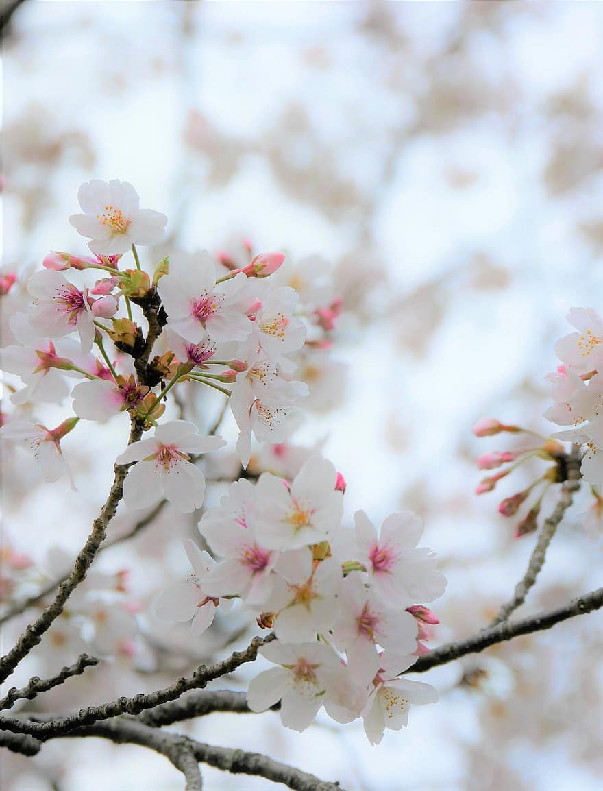 일본 벚꽃, 꽃들, 나무, 가지, 꽃, 벚꽃, 핑크 꽃, 사쿠라, 플로라, 사쿠라 나무, 봄