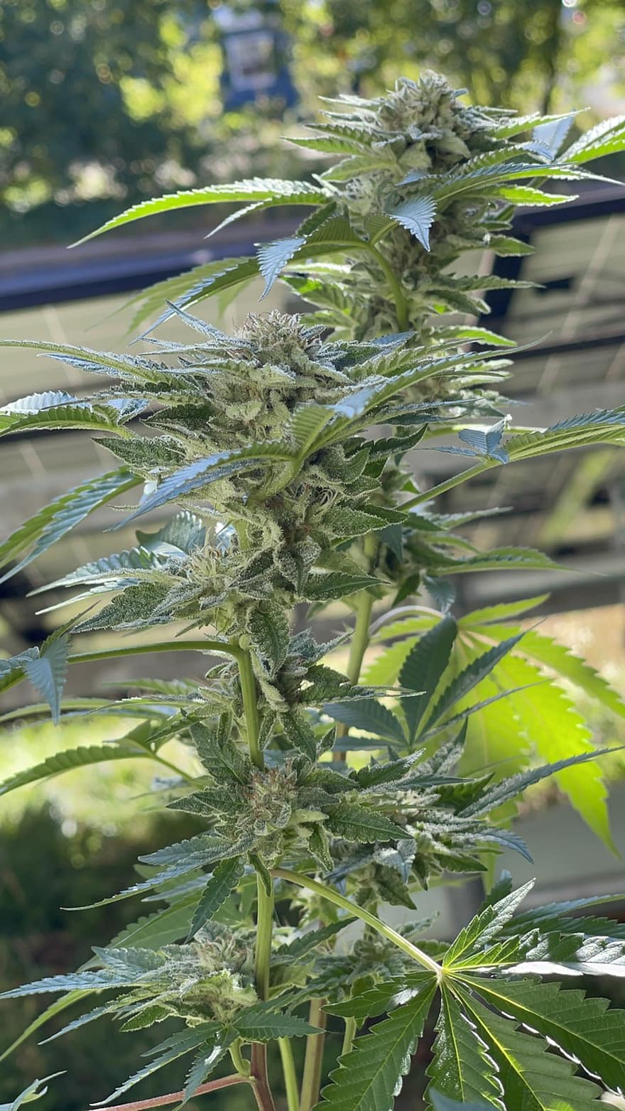 Cannabis, Hanf, Marihuana, Gras, Pflanze