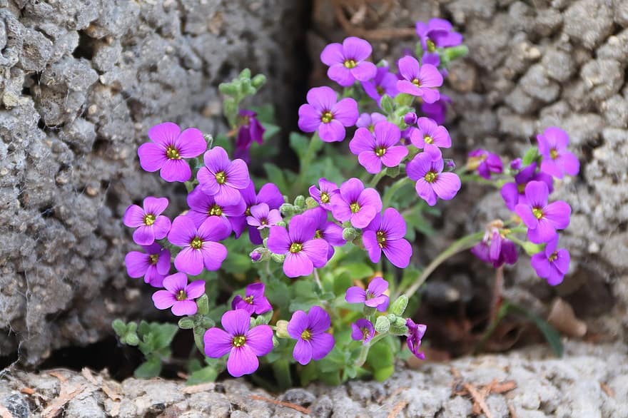 skalní řeřicha, květiny, kameny, rostlina, Purple Rock Řeřicha, fialové květy, aubrieta, aubrieta deltoidea, květ, jaro, kamenná zahrada