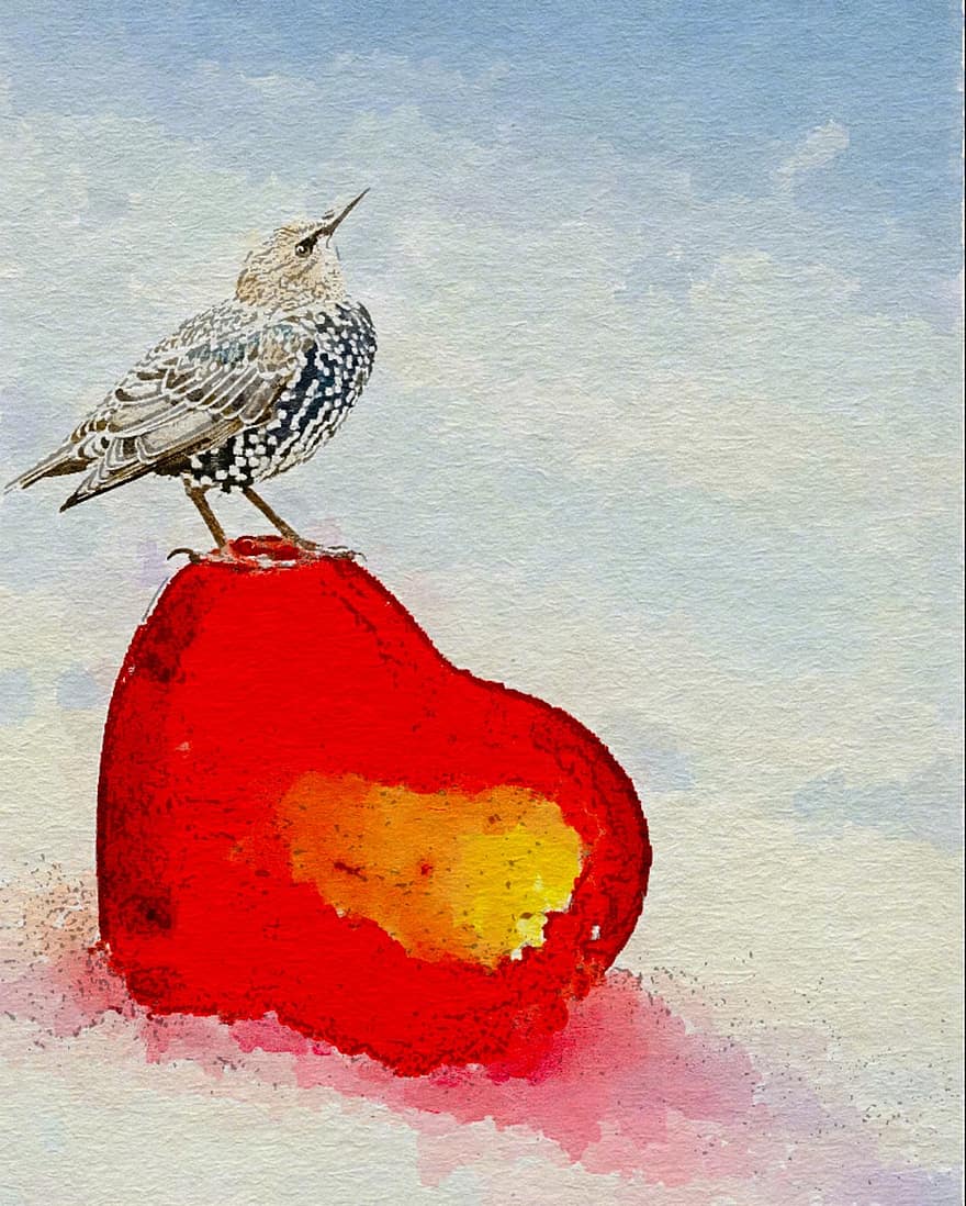 aquarelle, cœur, oiseau, La peinture, peinture à l'aquarelle, oiseau perché, ave, aviaire, animal