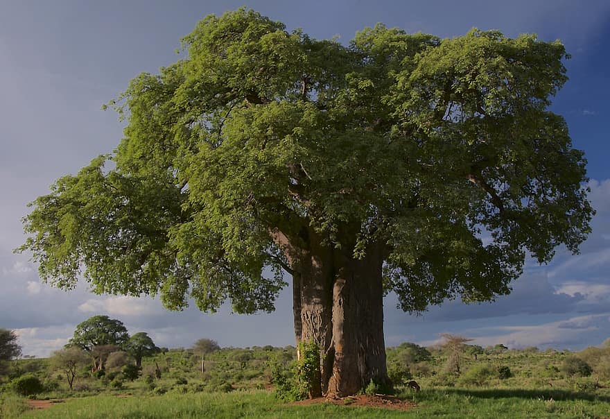 träd, baobab, tarangire nationalpark, tanzania, landskap, vildmark, vild, grön färg, sommar, växt, gräs