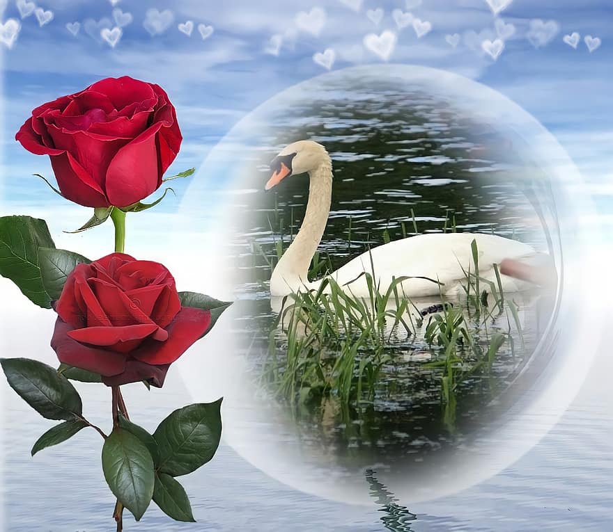 лебедь, розы, светло-синий, фон, воды, пруд, любить, отражение, цветок, летом, романс