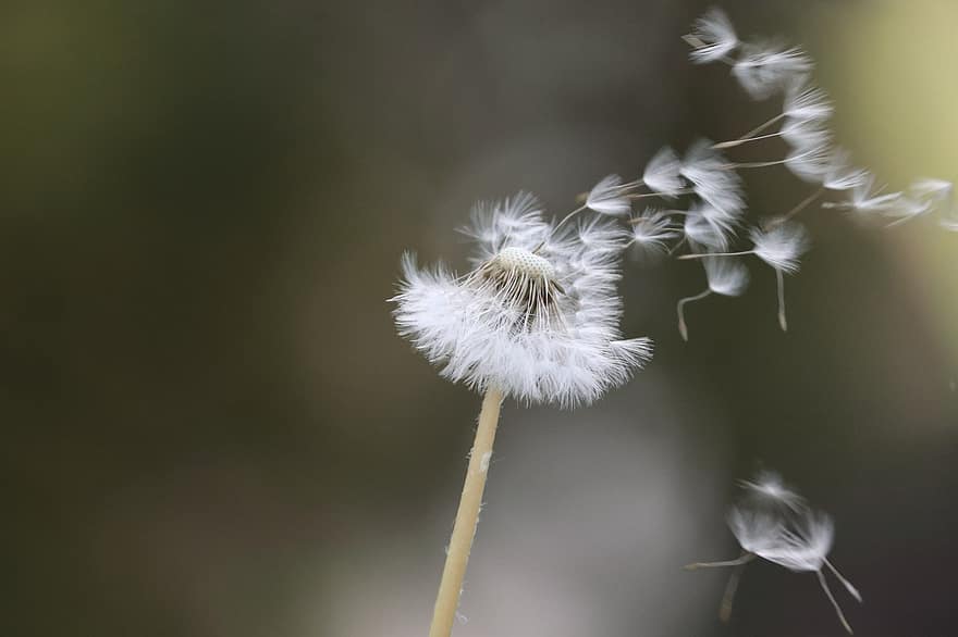 Dandelions, Close Up, Dandelion, Nature, Weed, Flower, Plant, Flying Seeds, Parachutes, Wild Flower, Pointed Flower