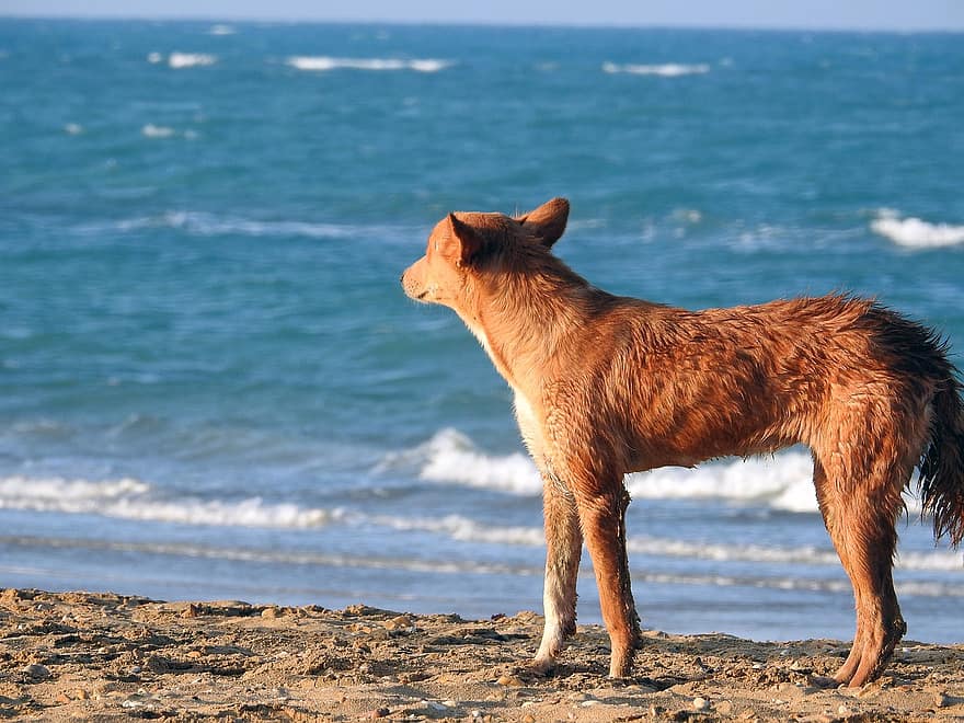 perro, mascota, canino, animal, piel, hocico, mamífero, retrato de perro, mundo animal, playa, agua