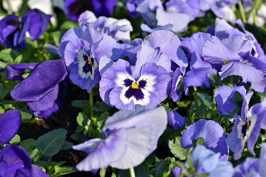 zieds, pansy, violeta iekārta, ziedi, zili ziedi, ziedu gulta, dārzs, augu, tuvplāns, vasarā, ziedlapiņa
