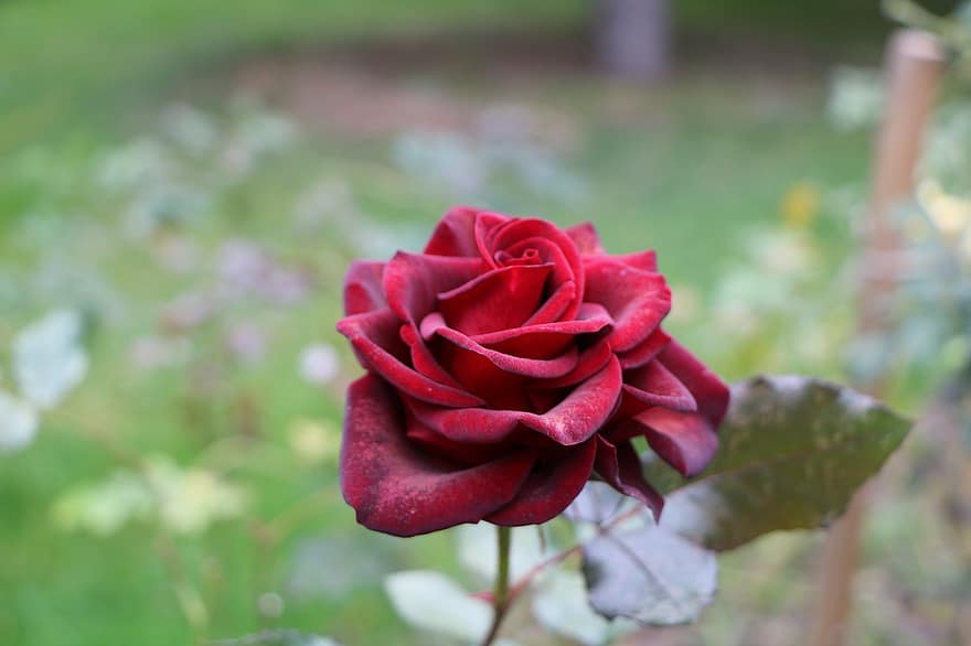 rode roos, rode bloem, roos, bloem, natuur, Moskou, Rusland, flora, blad, detailopname, fabriek