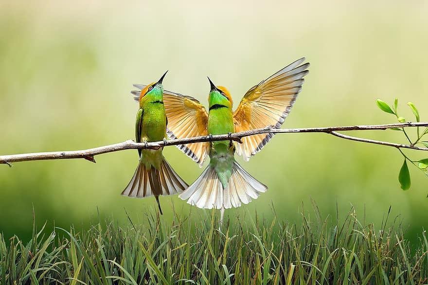 الطيور ، فرع شجرة ، نجيل ، الريش ، ريش ، أخضر ، زوجين ، متعلقه بالطيور