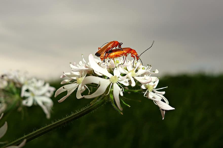 bille, insekt, kopulere, forplantning, entomologi, hvirvelløse, antenner, blomst, orange, hvid, grøn
