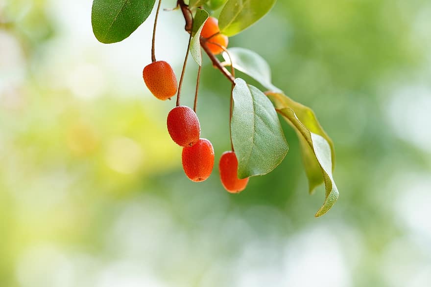 árbol de tilo, Bayas de tilo, bayas, frutas, República de Corea, planta, de cerca, hoja, color verde, verano, frescura