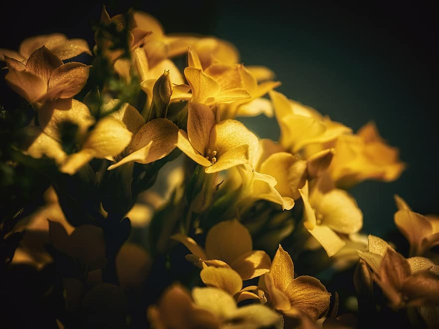 Blumen, Gelb, Blütenblätter, Natur, Nahansicht, gelbe Blumen, gelbe blütenblätter, blühen