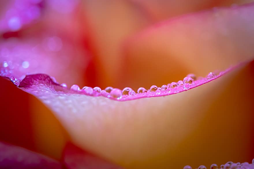 Rose, Macro, Bloom, Blossom, Petals, Drops, Dewdrop, Botany, close-up, flower, petal