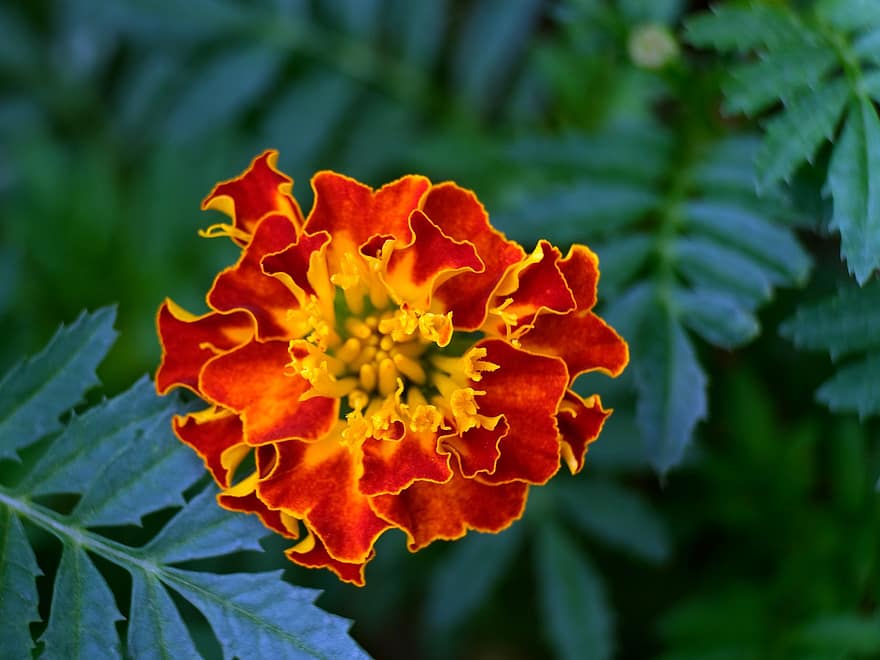 невен, цвете, оранжев цвете, листенца, оранжеви венчелистчета, разцвет, цвят, растение, флора, природа, листо