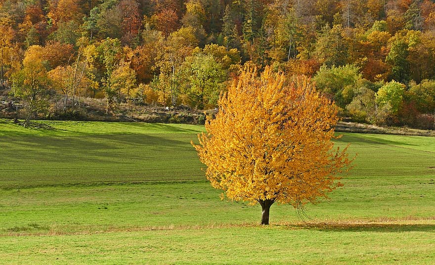 koks, lapas, zāli, ielejā, mežs, rudenī, kritums, zaļumi, krāsains