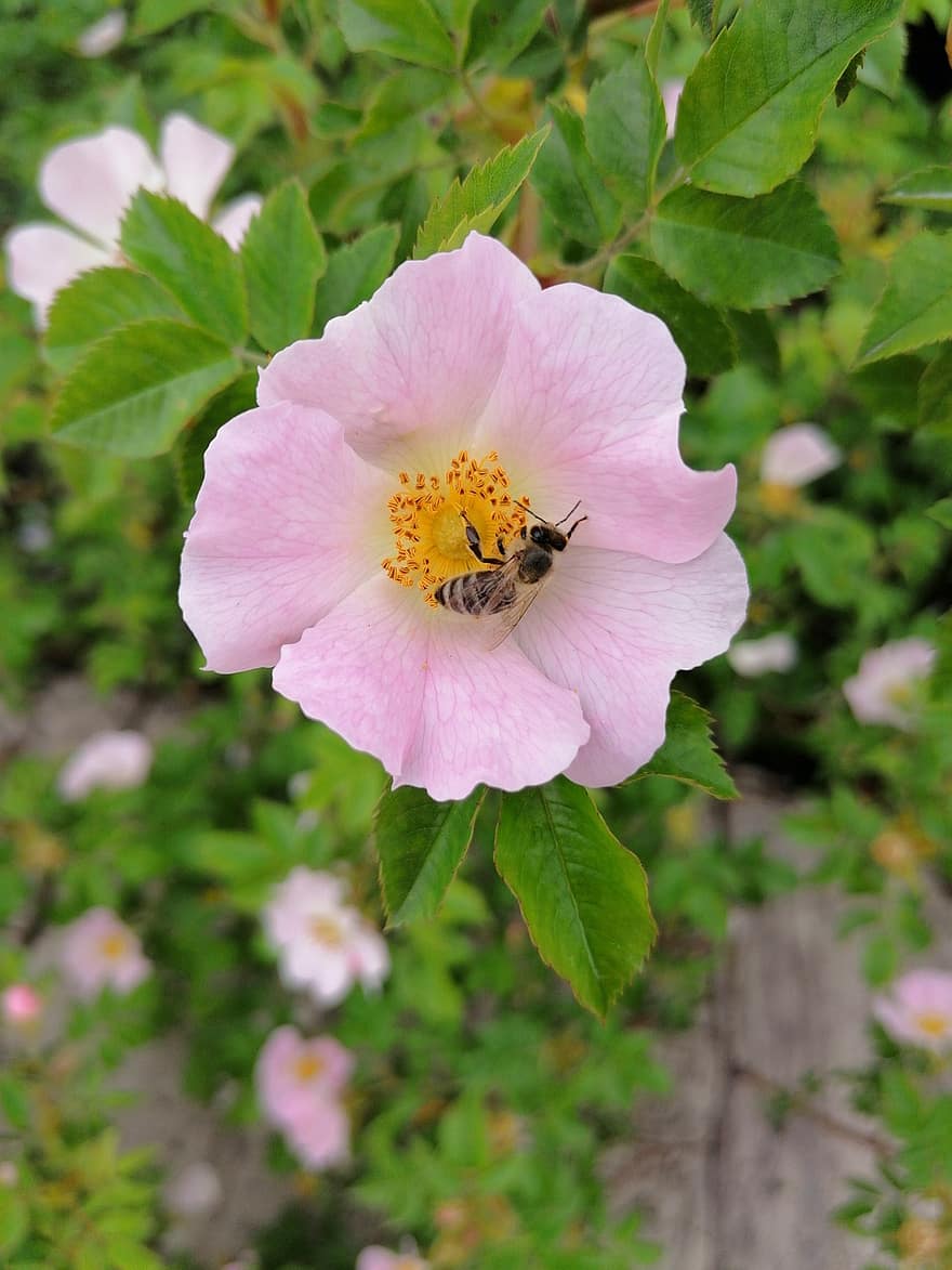 Honey Bee, Flower, Plant, Nature, Arrow Rose, Bee, Insect