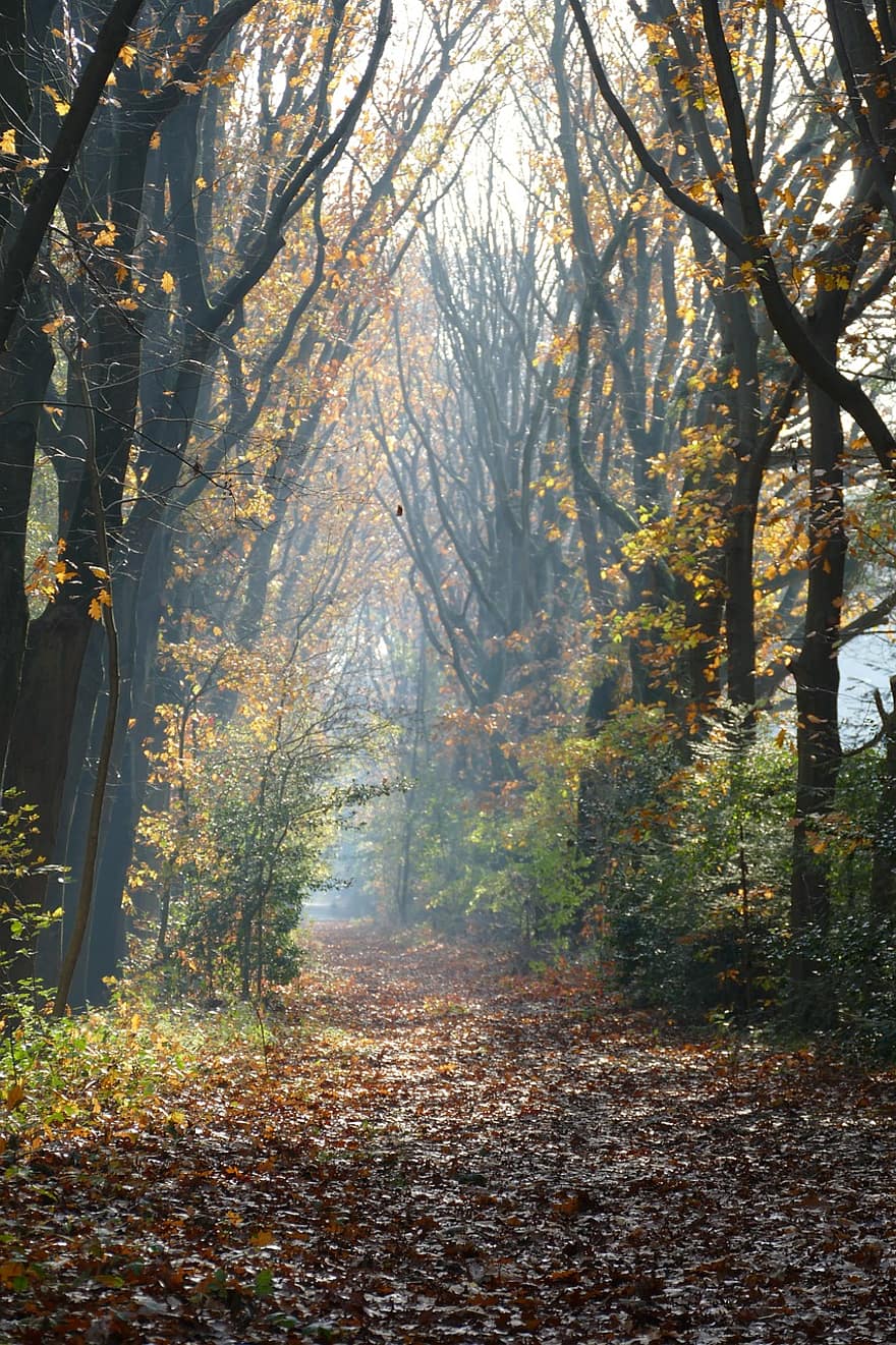 floresta, caminho, leve, luz solar, caminhada, névoa, outono, flora, natureza