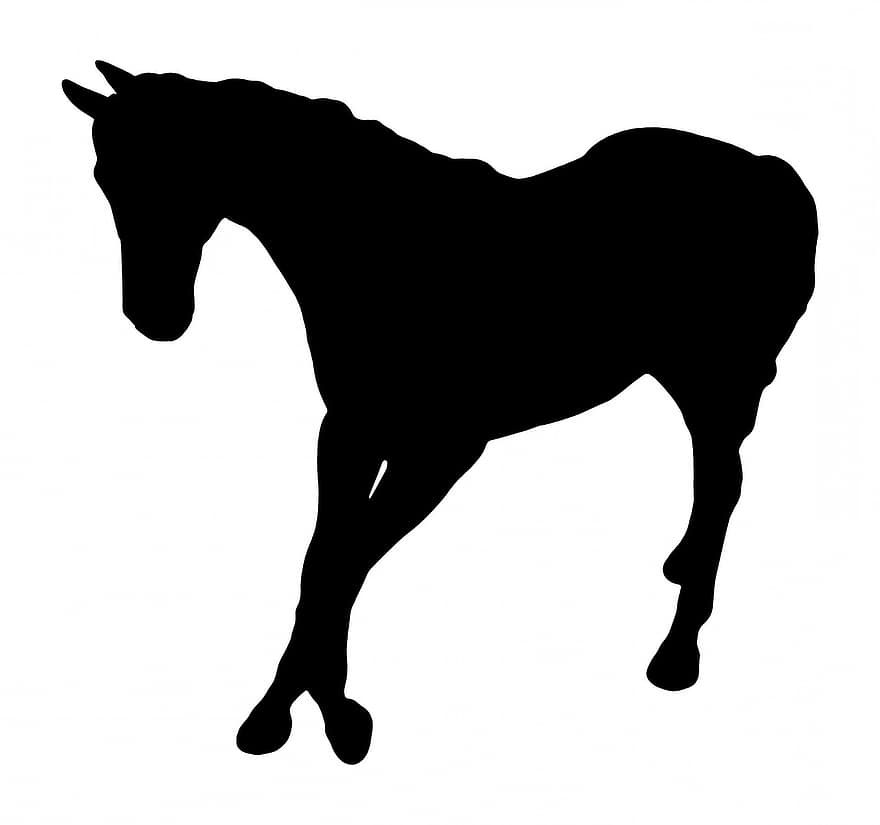 koń, Chodzący koń, sylwetka konia, sylwetka, zarys, czarny, biały, odosobniony