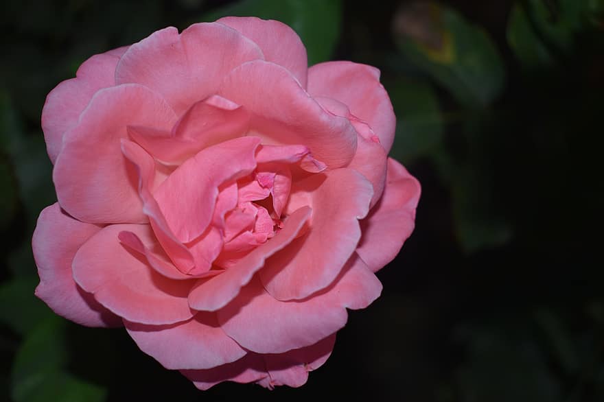 Rosa, листенца, цвете