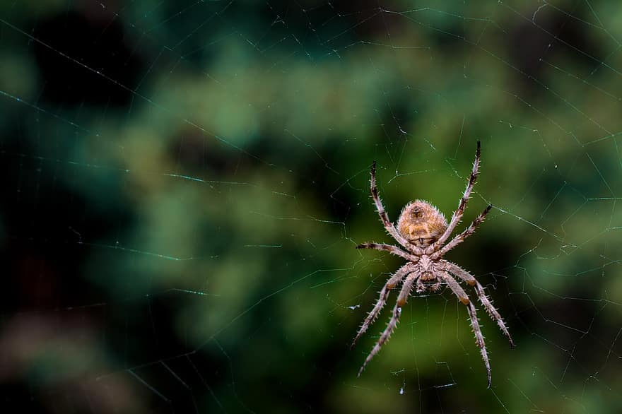 edderkop, arachnid, edderkoppespind, leddyr, spindelvæv, dyr, natur, edderkoppesilke, Silke tråde
