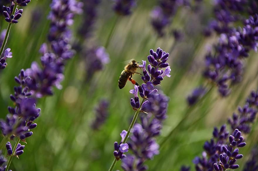 ラベンダー、蜂、フラワーズ、受粉する、受粉、昆虫、翼のある昆虫、膜翅目、紫色の花、フローラ、動物相